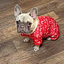 dog, french_bulldog, pet, indoors, wooden_floor, clothing, onesie, red, festive, holiday, ho_ho_ho, cute, small_dog, animal, sitting, looking_up, ears_up, expression, domestic, floor