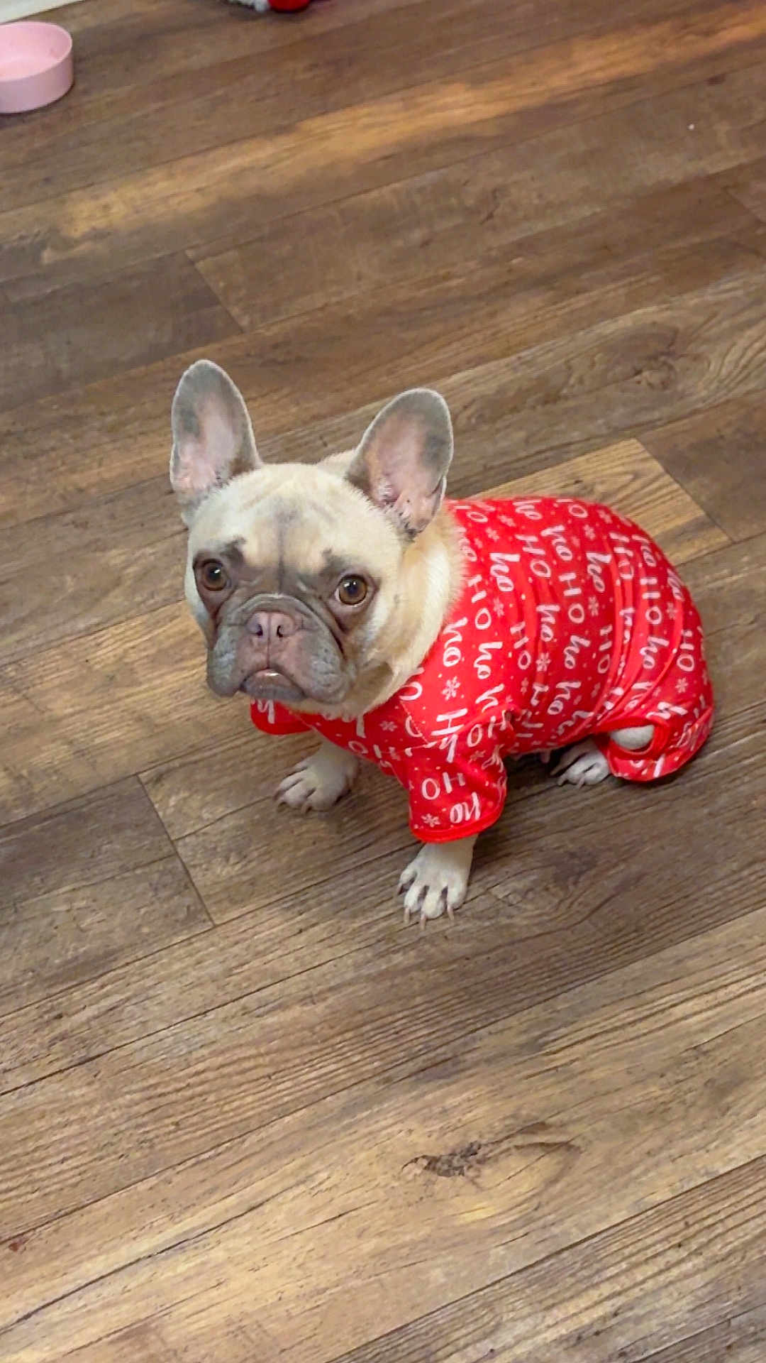 Paris joined the competition — help win amazing prizes! dog, french_bulldog, pet, indoors, wooden_floor, clothing, onesie, red, festive, holiday, ho_ho_ho, cute, small_dog, animal, sitting, looking_up, ears_up, expression, domestic, floor