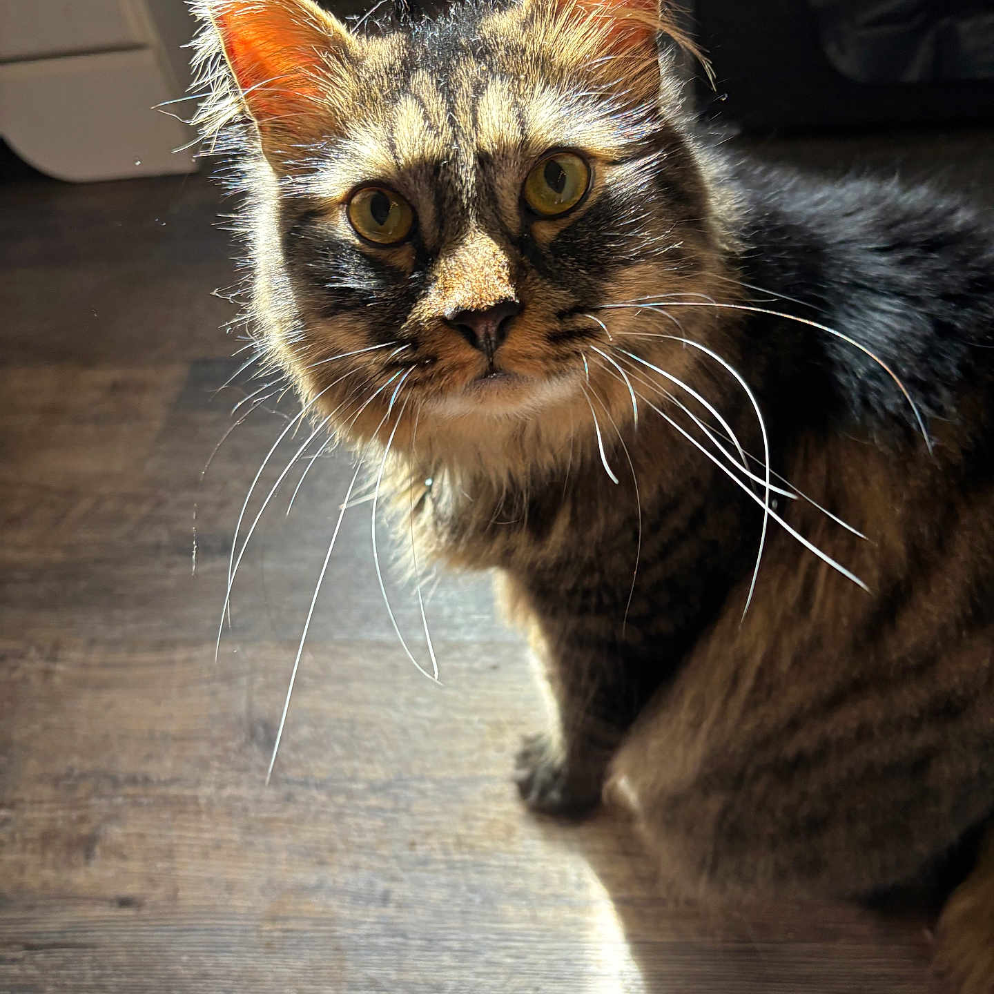 Toby is registered to the contest to win money with this photo: animal, cat, closeup, curious, domestic, ears, eyes, feline, fur, indoor, mammal, natural_light, pet, portrait, shadow, sitting, sunlight, tabby, whiskers, wooden_floor