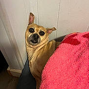 Kookie is registered to the contest to win money with this photo: animal, blanket, companion, corner, cute, dog, domestic, ears, expression, floor, fur, indoor, laying, pet, portrait, relaxed, resting, tan_dog, towel, wall