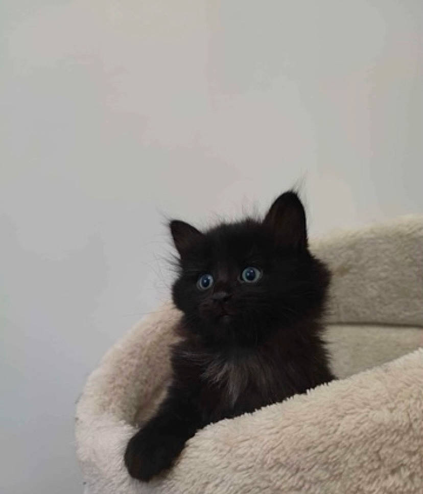 Ulk participe au concours pour gagner de l'argent avec cette photo : black_cat, bombay, british_longhair, carnivore, cat, claw, comfort, domestic_short_haired_cat, felidae, fur, grey, sitting, small_to_medium_sized_cats, snout, tail, terrestrial_animal, whiskers, window, working_animal