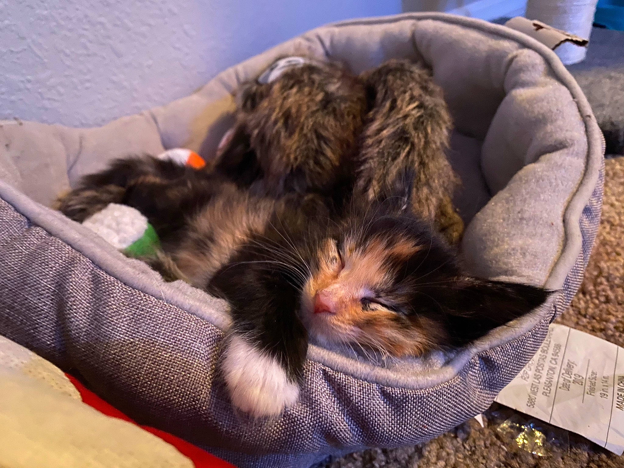 Pots joined the competition — help win amazing prizes! canidae, carnivore, cat, dog_breed, felidae, fur, kitten, nap, puppy, small_to_medium_sized_cats, whiskers