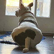 Aqua joined the competition — help win amazing prizes! animal, bostonbull, bulldog, canine, cat, dog, door, frenchbulldog, hardwood, homedecor, indoors, interiordesign, manx, person, pet, pitbull, puppy, sleeping, whitedog, window