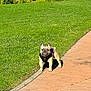 alert, animal, brown_dog, canine, daylight, dog, ears_up, french_bulldog, grass, greenery, harness, looking, nature, outdoor, pet, sidewalk, small_dog, standing, sunlight, walking_path