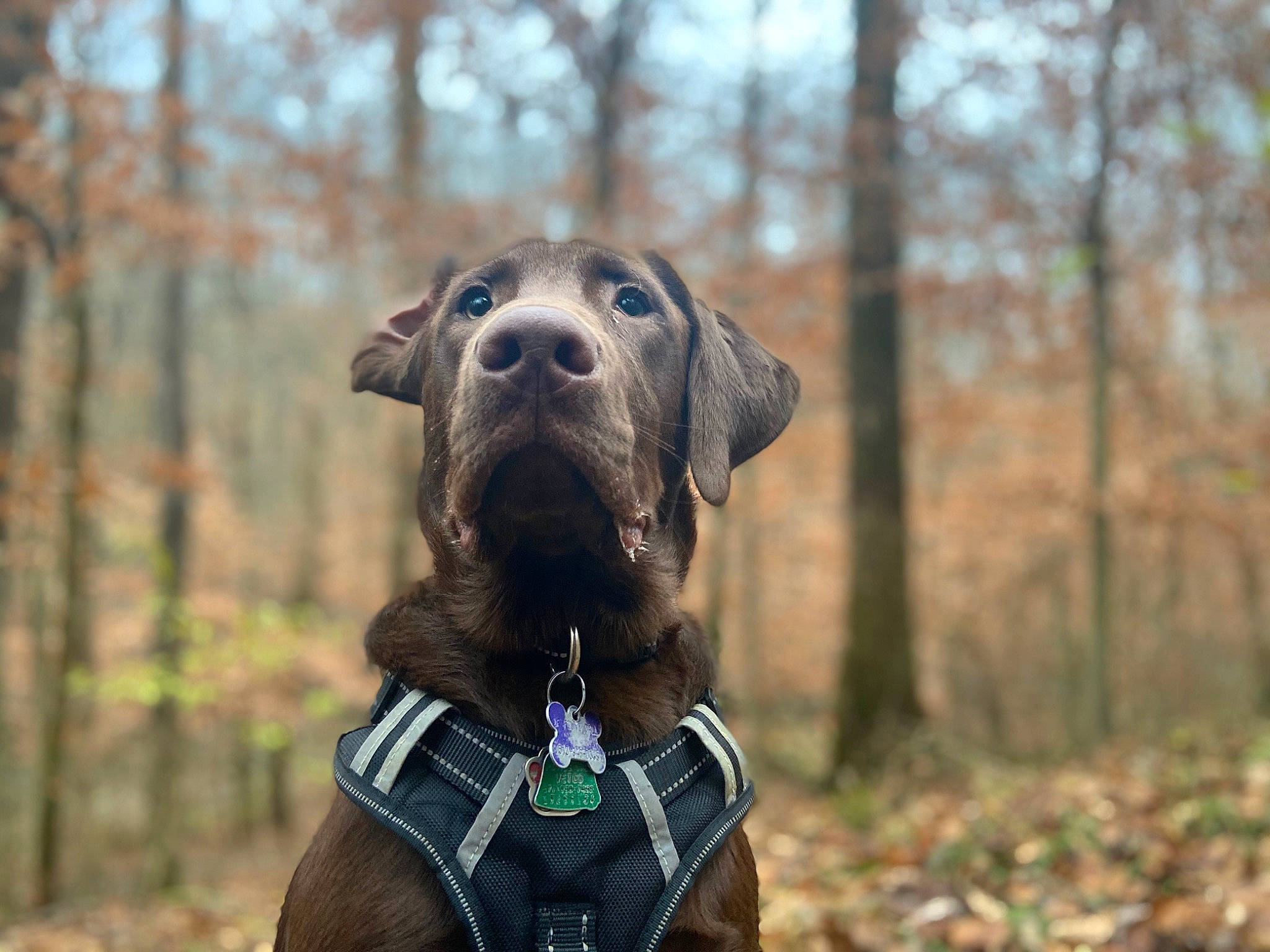Monty is registered to the contest to win money with this photo: blue_lacy, canidae, carnivore, dog, dog_breed, dog_collar, fawn, great_dane, guard_dog, hunting_dog, mammal, mountain_cur, plott_hound, rare_breed_dog, snout, sporting_group, vertebrate, weimaraner, working_dog