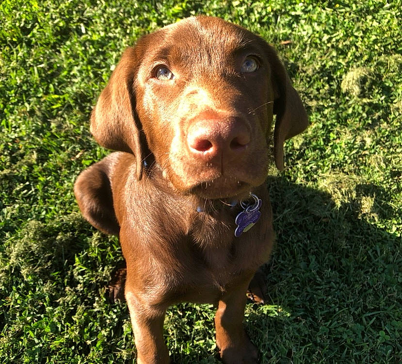 Monty joined the competition — help win amazing prizes! canidae, carnivore, chesapeake_bay_retriever, companion_dog, dog, dog_breed, fawn, hunting_dog, labrador_retriever, liver, mammal, pointing_breed, puppy, snout, sporting_group, vertebrate, vizsla, weimaraner