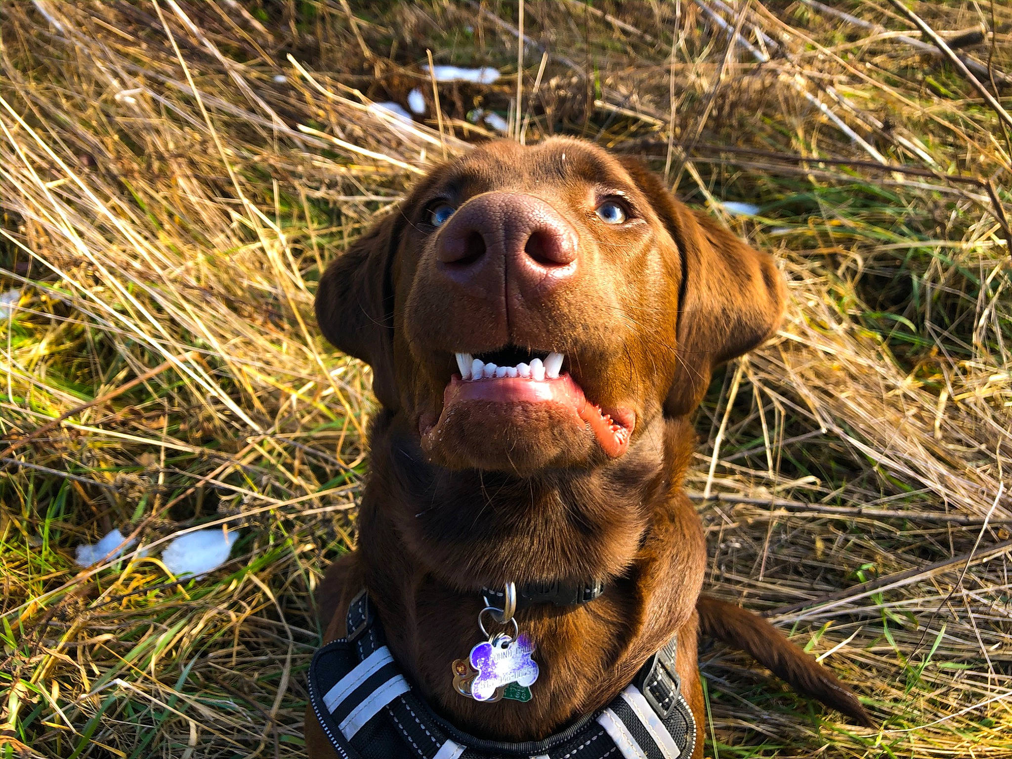 Monty is registered to the contest to win money with this photo: canidae, carnivore, chesapeake_bay_retriever, dog, dog_breed, hunting_dog, labrador_retriever, liver, mammal, pointing_breed, pudelpointer, retriever, snout, sporting_group, vertebrate, vizsla