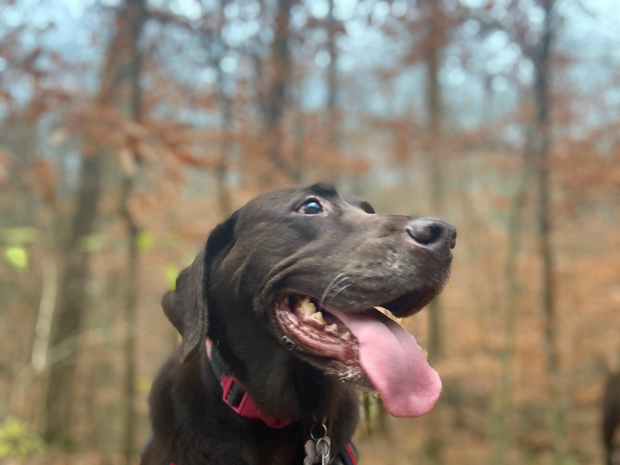 Sally is registered to the contest to win money with this photo: blue_lacy, canidae, carnivore, dog, dog_breed, field_trial, flat_coated_retriever, hunting_dog, labrador_retriever, mammal, plott_hound, pointing_breed, retriever, snout, sporting_group, vertebrate