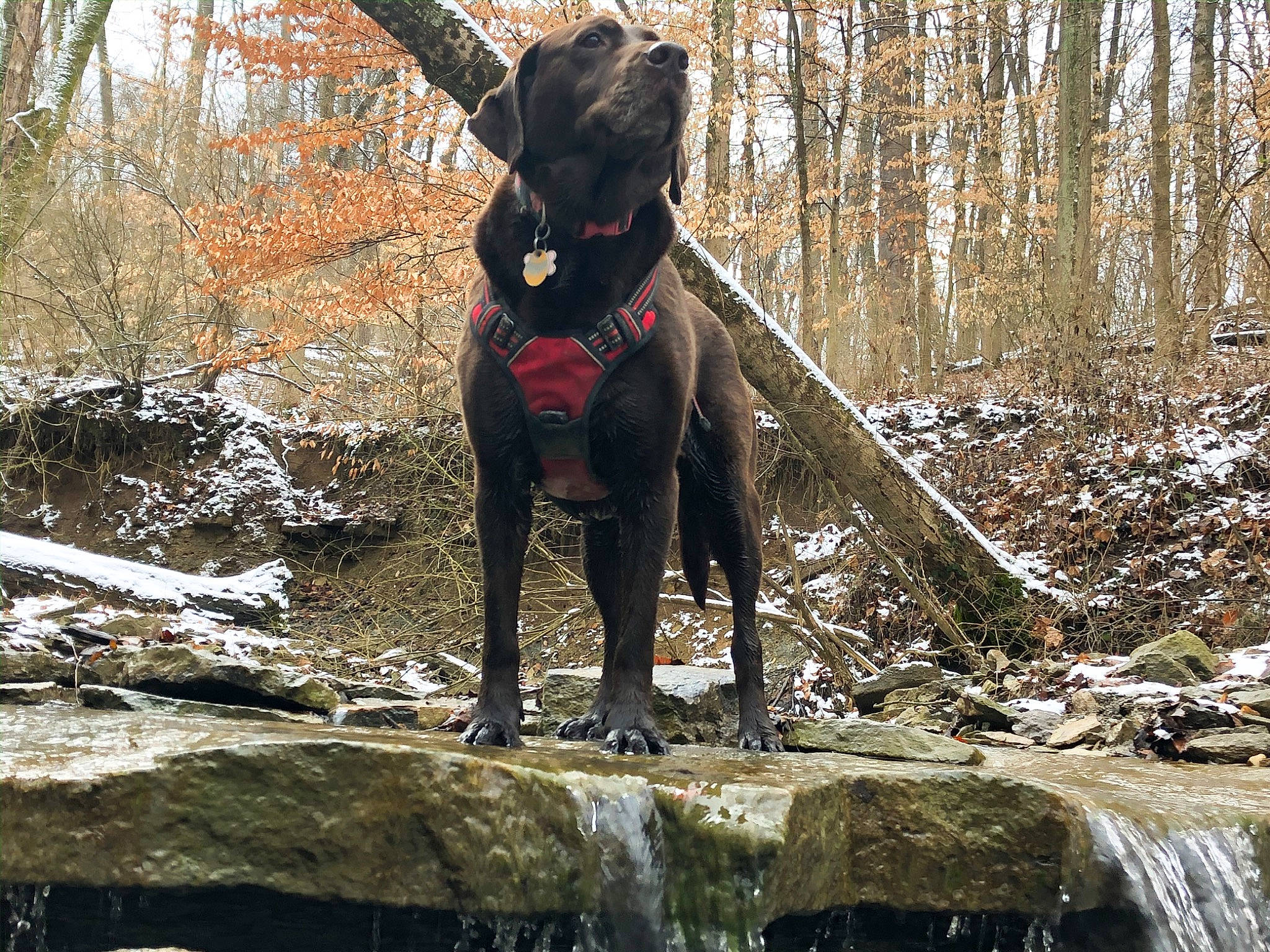 Sally joined the competition — help win amazing prizes! canidae, carnivore, dog, dog_breed, dog_hiking, forest, guard_dog, hunting_dog, labrador_retriever, plott_hound, pointing_breed, retriever, sporting_group, water