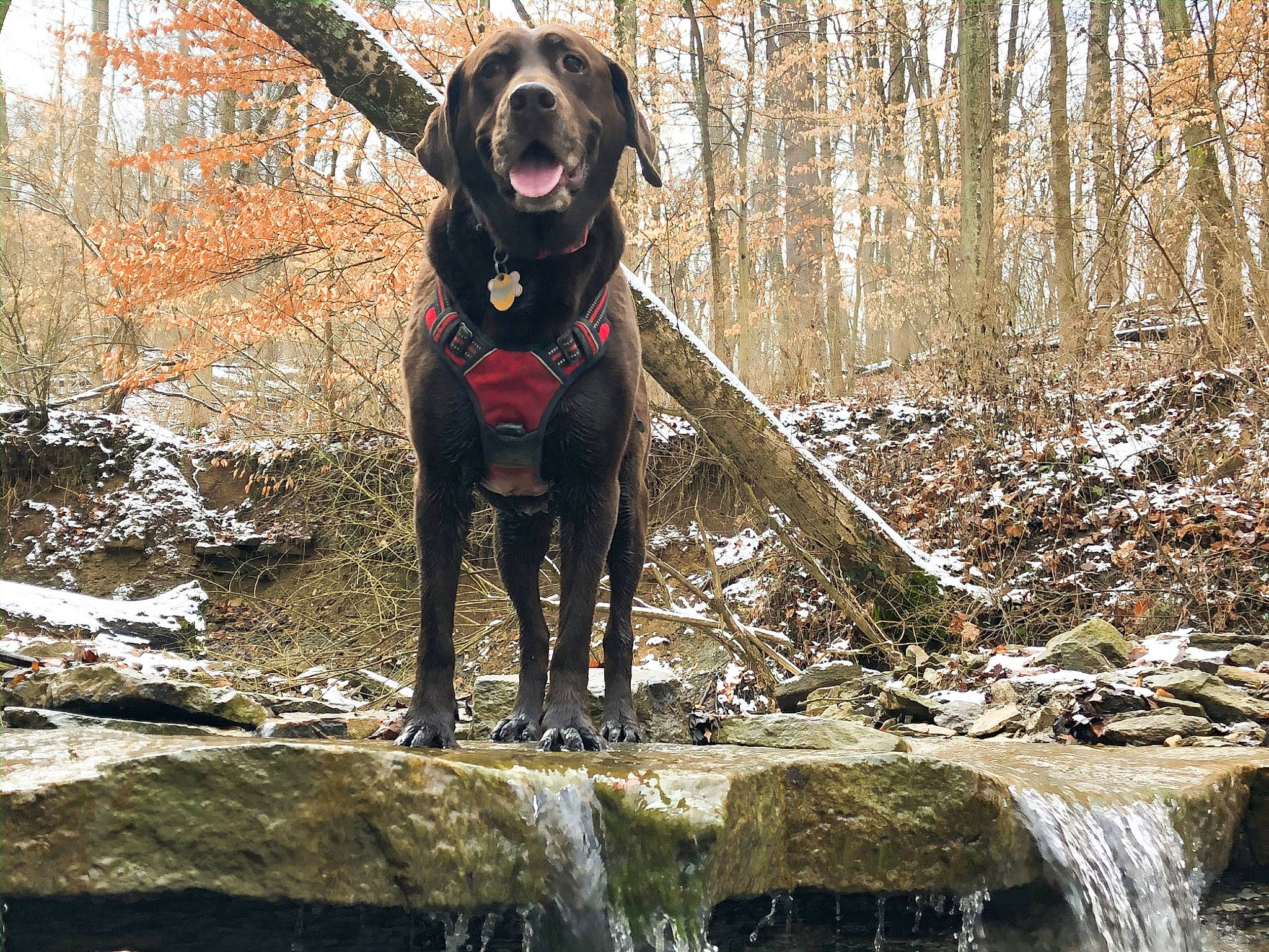 Sally is registered to the contest to win money with this photo: canidae, carnivore, dog, dog_breed, field_trial, guard_dog, hunting_dog, labrador_retriever, mammal, plott_hound, pointing_breed, retriever, sporting_group, vertebrate