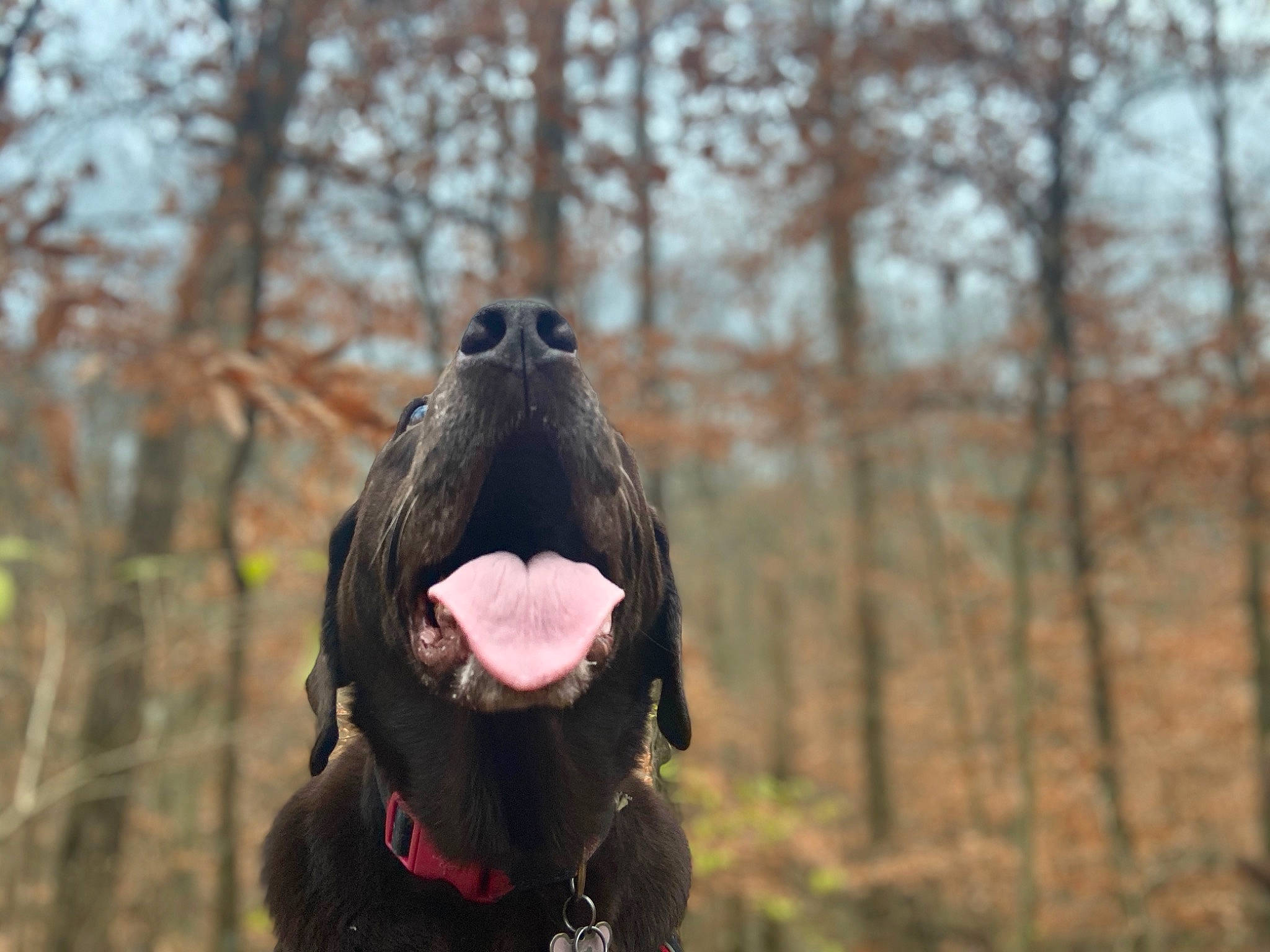 Sally joined the competition — help win amazing prizes! canidae, carnivore, dog, dog_breed, flat_coated_retriever, guard_dog, hunting_dog, labrador_retriever, retriever, snout, sporting_group, vertebrate