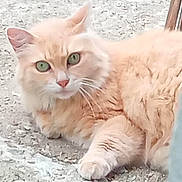 Lili participe au concours pour gagner de l'argent avec cette photo : animal, cat, closeup, curious, cute, domestic_animal, feline, fluffy, fur, green_eyes, laying_down, mammal, nature, orange_cat, outdoor, paw, pet, portrait, resting, whiskers