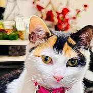 Ellie joined the competition — help win amazing prizes! cat, calico_cat, pet, collar, indoor, red_surface, furniture, flower_arrangement, decoration, television, blurred_background, domestic, animal, cute, closeup, whiskers, ears, eyes, sitting, household