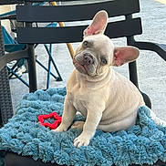 Bobby a rejoint le concours — aidez-le/la à gagner de superbes lots ! french_bulldog, puppy, dog, pet, chair, cushion, blue_cushion, outdoor, patio, toy, red_toy, cute, animal, head_tilt, ears, fur, sitting, sunlight, concrete_floor, greenery