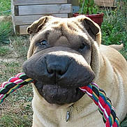 Franklin participe au concours pour gagner de l'argent avec cette photo : animal, brown, canine, collar, cute, daylight, dog, funny, garden, grass, mouth, nature, nose, outdoor, pet, playful, rope, toy, wrinkles, yard