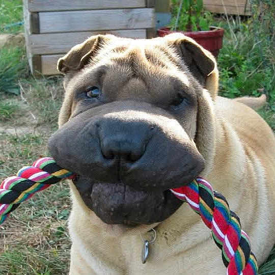 Franklin participe au concours pour gagner de l'argent avec cette photo : animal, brown, canine, collar, cute, daylight, dog, funny, garden, grass, mouth, nature, nose, outdoor, pet, playful, rope, toy, wrinkles, yard