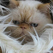 Patchwork participe au concours pour gagner de l'argent avec cette photo : cat, fluffy, furry_blanket, cozy, pet, animal, face, blue_eyes, fur, resting, indoor, cute, closeup, whiskers, ears, soft, warm, relaxed, portrait, sleepy