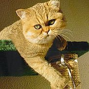 Tchang participe au concours pour gagner de l'argent avec cette photo : cat, feline, pet, animal, whiskers, green_eyes, fur, perch, indoor, curious, cute, closeup, face, tabby, resting, mammal, domestic, furry, portrait, relaxed