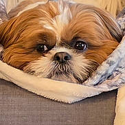 Cooper joined the competition — help win amazing prizes! dog, pet, close_up, blanket, cozy, fur, cute, indoors, resting, snout, face, brown, white, soft, comfort, animal, canine, relaxing, sleepy, couch