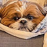 dog, pet, close_up, blanket, cozy, fur, cute, indoors, resting, snout, face, brown, white, soft, comfort, animal, canine, relaxing, sleepy, couch
