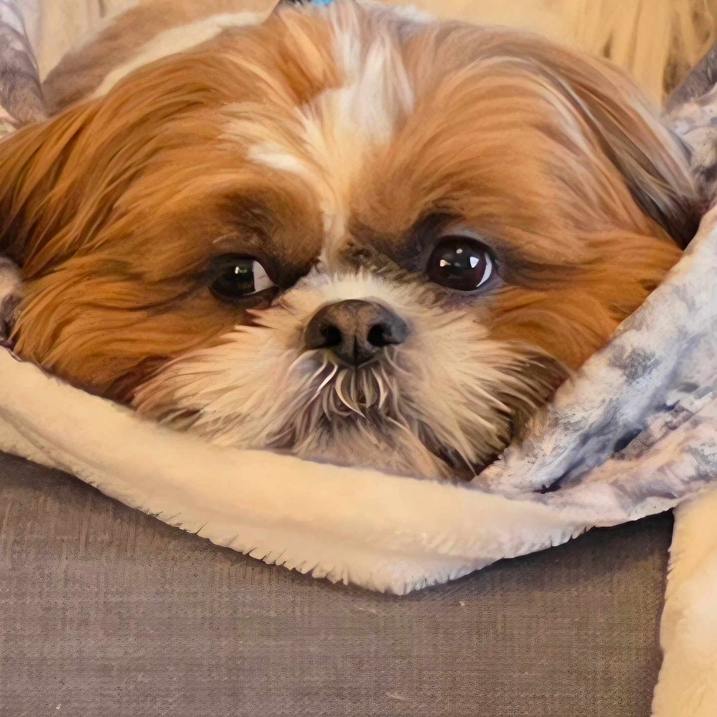 Cooper joined the competition — help win amazing prizes! dog, pet, close_up, blanket, cozy, fur, cute, indoors, resting, snout, face, brown, white, soft, comfort, animal, canine, relaxing, sleepy, couch