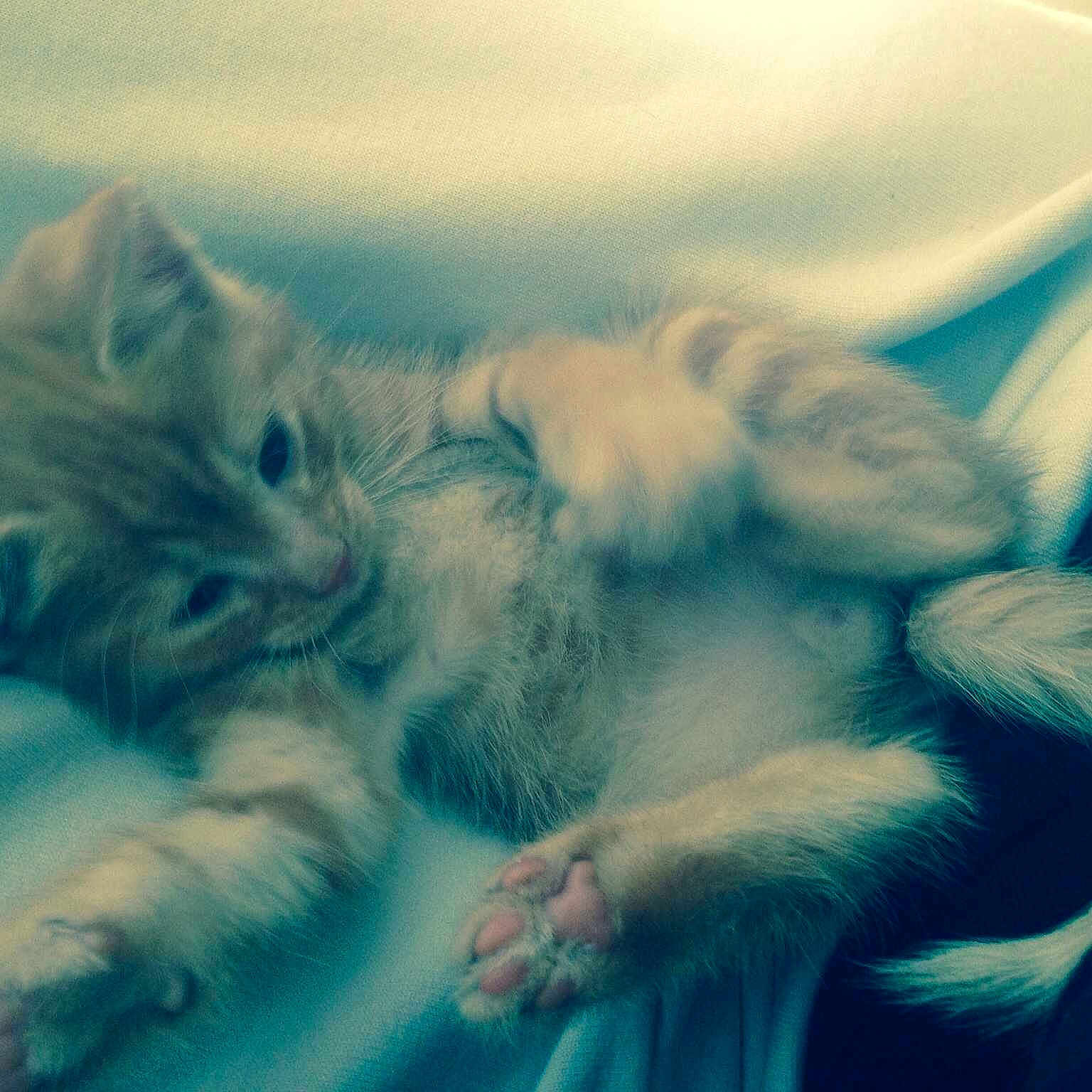 Jumpy participe au concours pour gagner de l'argent avec cette photo :