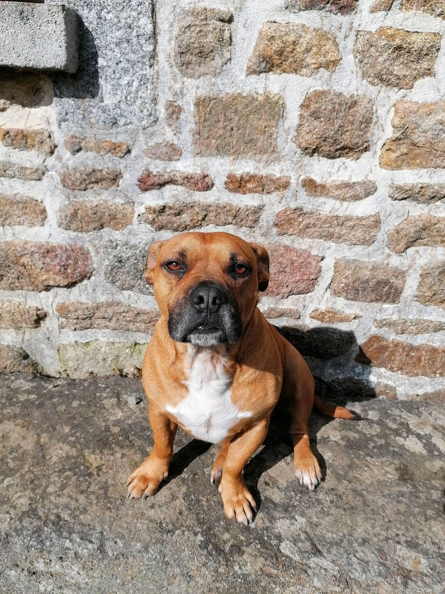 Leyko participe au concours pour gagner de l'argent avec cette photo : ancient_dog_breeds, art, boxer, brick, brickwork, canidae, carnivore, companion_dog, concrete, dog, dog_breed, facade, fawn, non_sporting_group, snout, sporting_group, stone_wall, terrestrial_animal, working_animal, working_dog