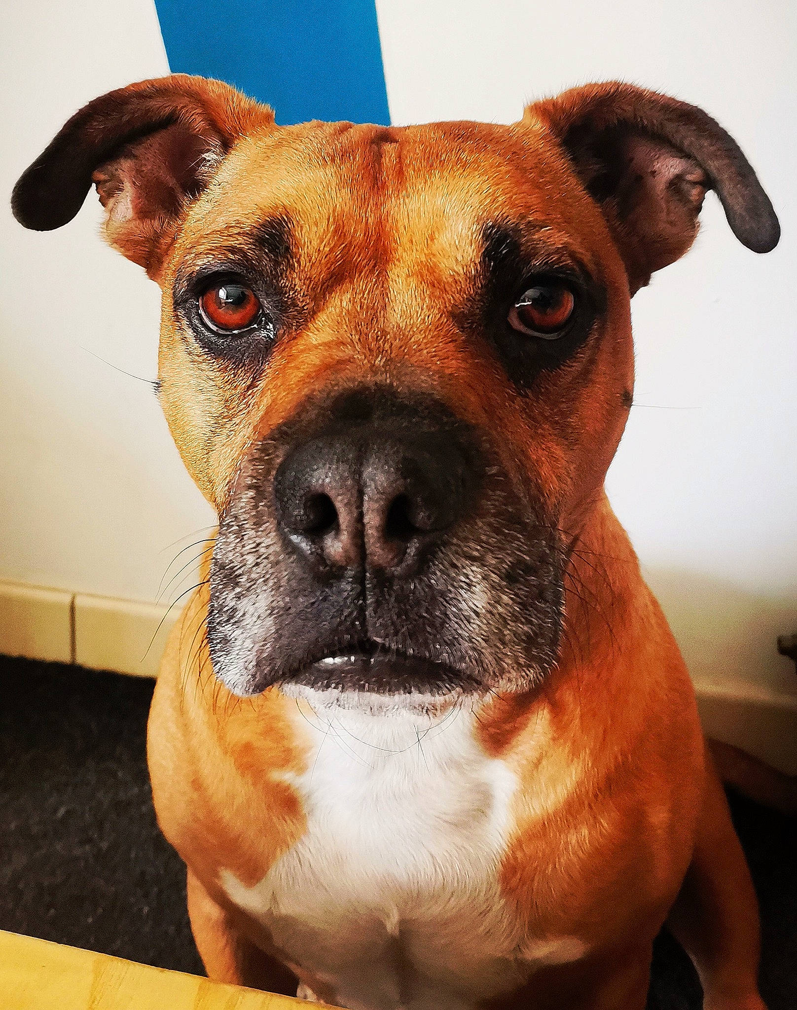 Leyko a rejoint le concours — aidez-le/la à gagner de superbes lots ! ancient_dog_breeds, canidae, carnivore, collar, companion_dog, dog, dog_breed, dog_collar, eye, fawn, fur, head, liver, non_sporting_group, pet_supply, snout, sporting_group, whiskers, working_animal, working_dog