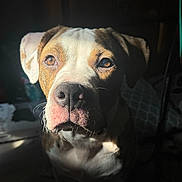 Diesel joined the competition — help win amazing prizes! dog, pet, animal, portrait, brown, white, face, ears, nose, whiskers, indoor, shadow, light, expression, closeup, muzzle, looking, calm, fur, canine