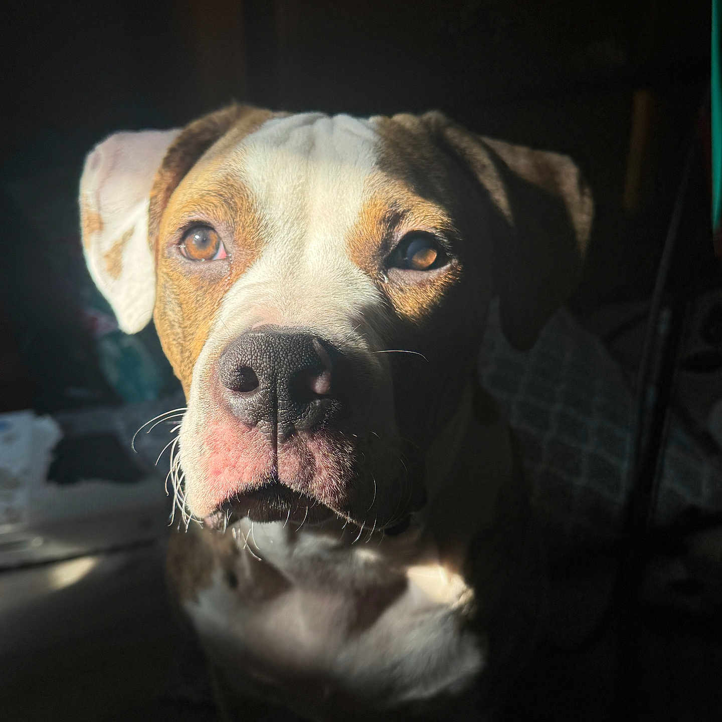 Diesel joined the competition — help win amazing prizes! dog, pet, animal, portrait, brown, white, face, ears, nose, whiskers, indoor, shadow, light, expression, closeup, muzzle, looking, calm, fur, canine