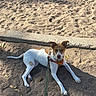 alert, animal, brown_and_white, canine, collar, concrete, daylight, dog, ears, ground, leash, leaves, looking_at_camera, nature, outdoor, park, pet, resting, sand, sunlight