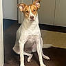 Sienna is registered to the contest to win money with this photo: animal, brown, calm, canine, carpet, companion, dog, doorway, ears, floor, fur, house, indoor, looking, pet, portrait, quiet, sitting, tan, white