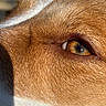 Sienna is registered to the contest to win money with this photo: animal, brown, canine, close_up, detail, dog, eye, face, fur, golden, macro, natural_light, orange, pet, portrait, skin, sunlight, texture, whiskers, white