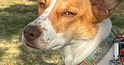 Sienna joined the competition — help win amazing prizes! animal, brown, canine, closeup, collar, daylight, dog, ears, expression, grass, harness, leash, nature, nose, outdoor, park, pet, shadow, sunlight, white