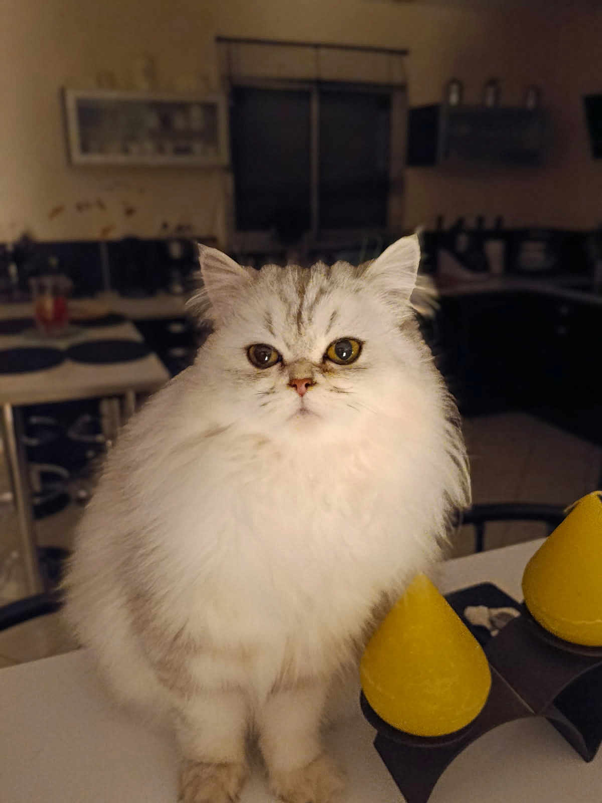 Asti a rejoint le concours — aidez-le/la à gagner de superbes lots ! cat, fluffy, white_cat, gray_cat, pet, kitchen, counter, indoor, animal, feline, curious, sitting, closeup, fur, domestic_cat, household, table, yellow_objects, blurred_background, cute