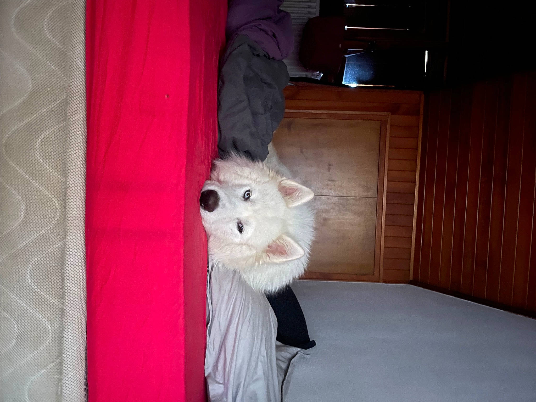 Snow participe au concours pour gagner de l'argent avec cette photo : canidae, carnivore, companion_dog, curtain, fawn, felidae, flooring, fur, fur_clothing, hardwood, magenta, pattern, plush, room, small_to_medium_sized_cats, stuffed_toy, tail, toy, whiskers, wood