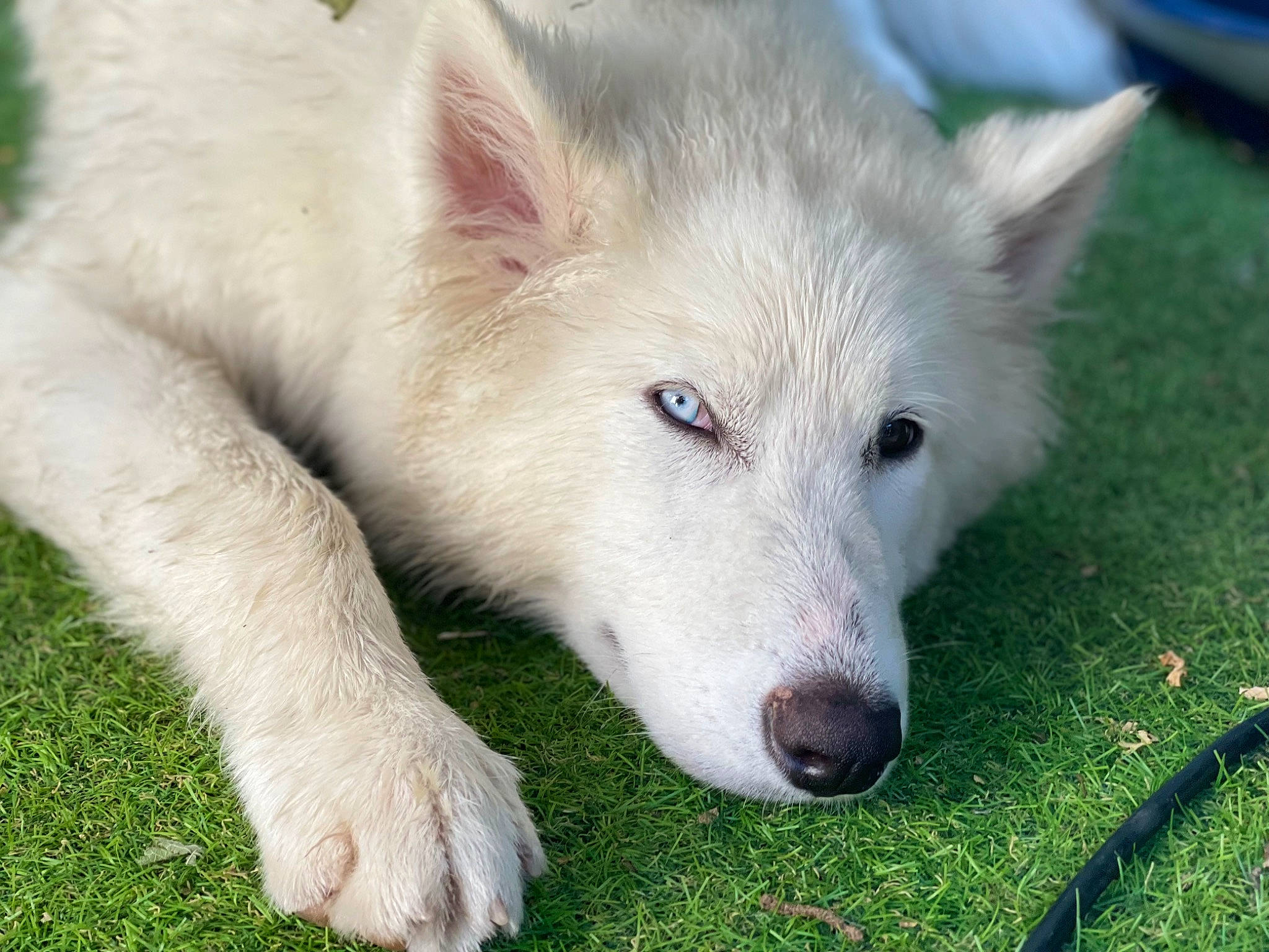 Snow participe au concours pour gagner de l'argent avec cette photo : ancient_dog_breeds, canidae, canis, carnivore, companion_dog, dog, dog_breed, fang, fur, grass, jaw, non_sporting_group, plant, snout, sporting_group, terrestrial_animal, whiskers, wildlife, wolf, working_dog