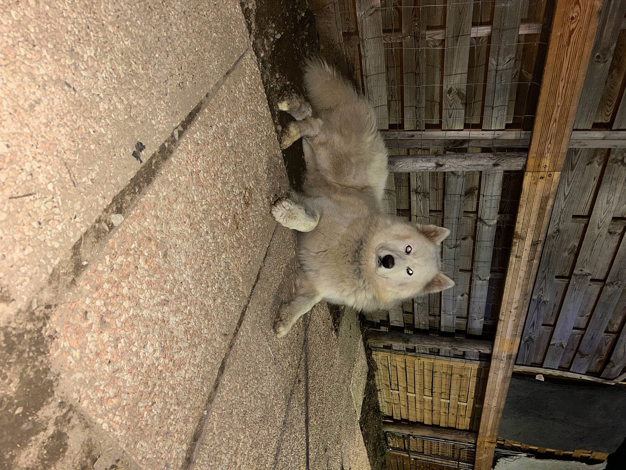 Snow participe au concours pour gagner de l'argent avec cette photo : cage, carnivore, concrete, fawn, fur, marsupial, metal, monochrome, monochrome_photography, mouse, muridae, muroidea, rodent, snout, tail, terrestrial_animal, whiskers, wildlife, wood