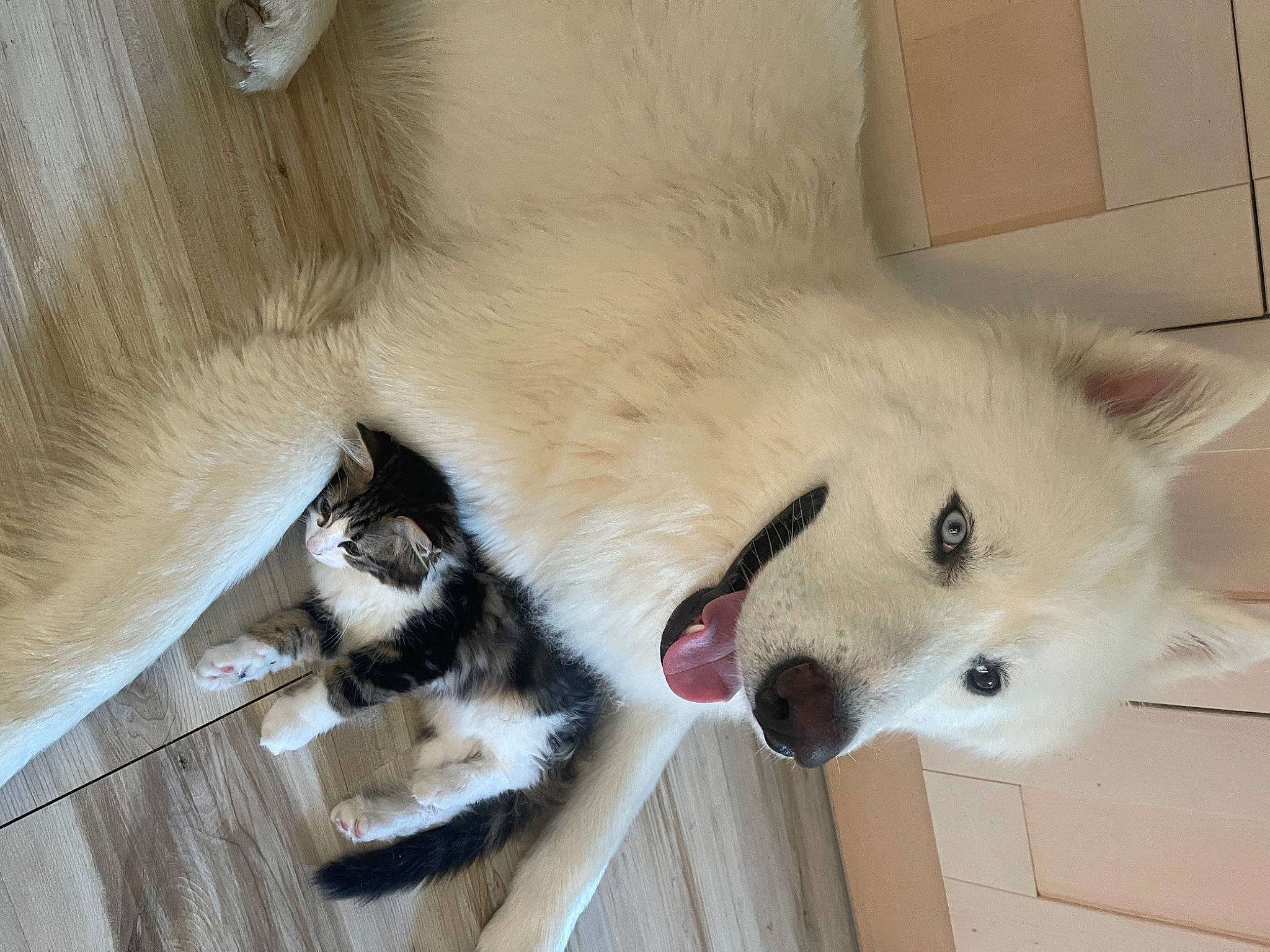 Snow a rejoint le concours — aidez-le/la à gagner de superbes lots ! canidae, carnivore, collar, companion_dog, dog, dog_breed, dog_supply, fang, fawn, foot, fur, giant_dog_breed, mammal, paw, snout, sporting_group, tail, terrestrial_animal, vertebrate, whiskers