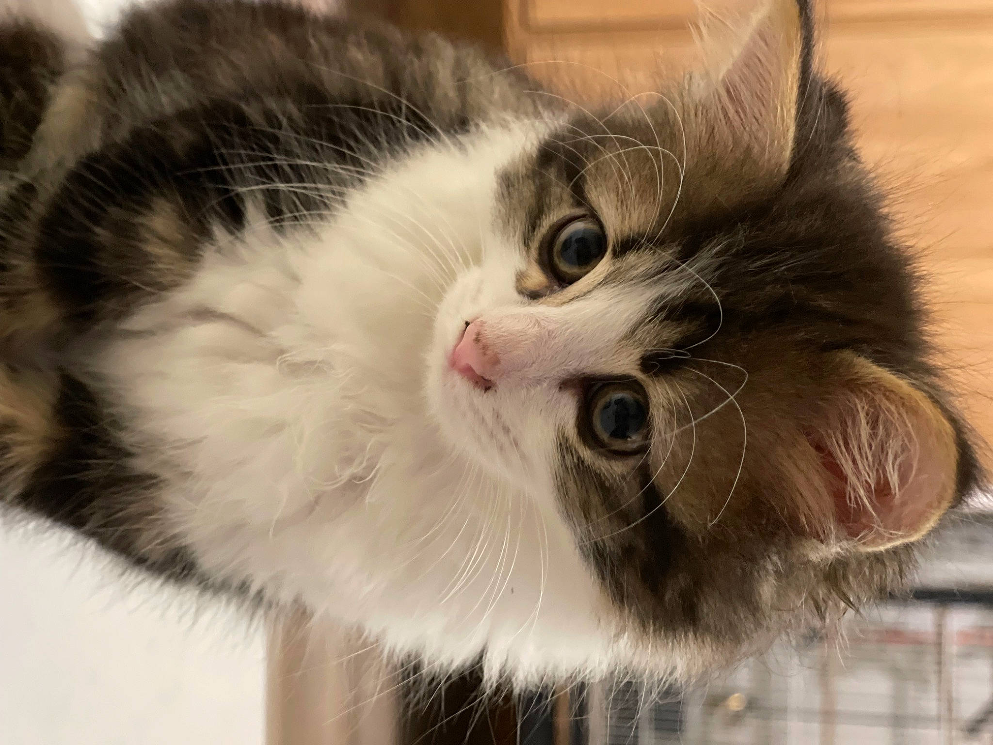 Smocki a rejoint le concours — aidez-le/la à gagner de superbes lots ! carnivore, cat, claw, comfort, domestic_short_haired_cat, felidae, fur, maine_coon, paw, small_to_medium_sized_cats, snout, terrestrial_animal, whiskers