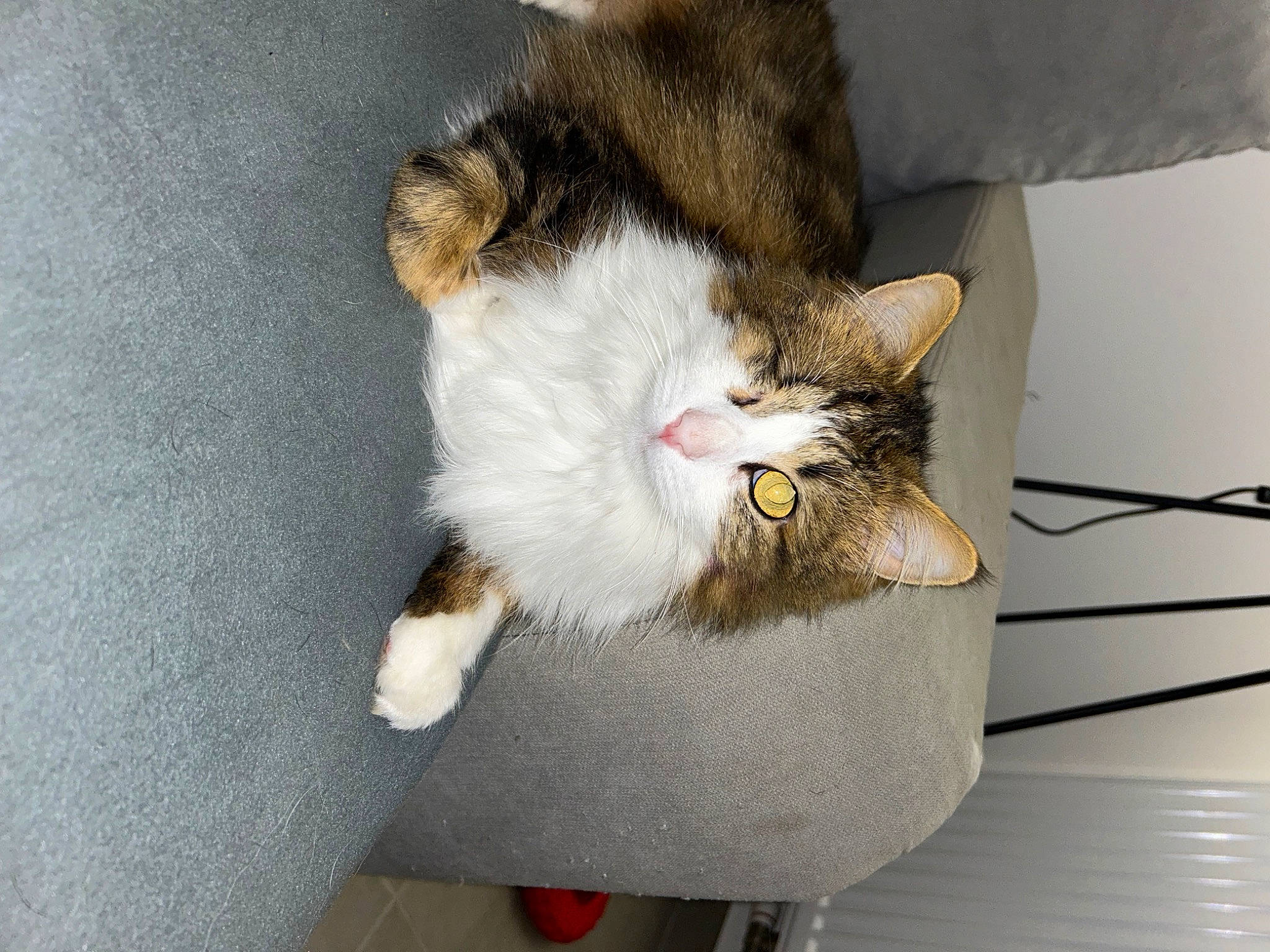 Smocki a rejoint le concours — aidez-le/la à gagner de superbes lots ! carnivore, cat, claw, comfort, domestic_short_haired_cat, fawn, felidae, fur, grey, paw, small_to_medium_sized_cats, tail, whiskers