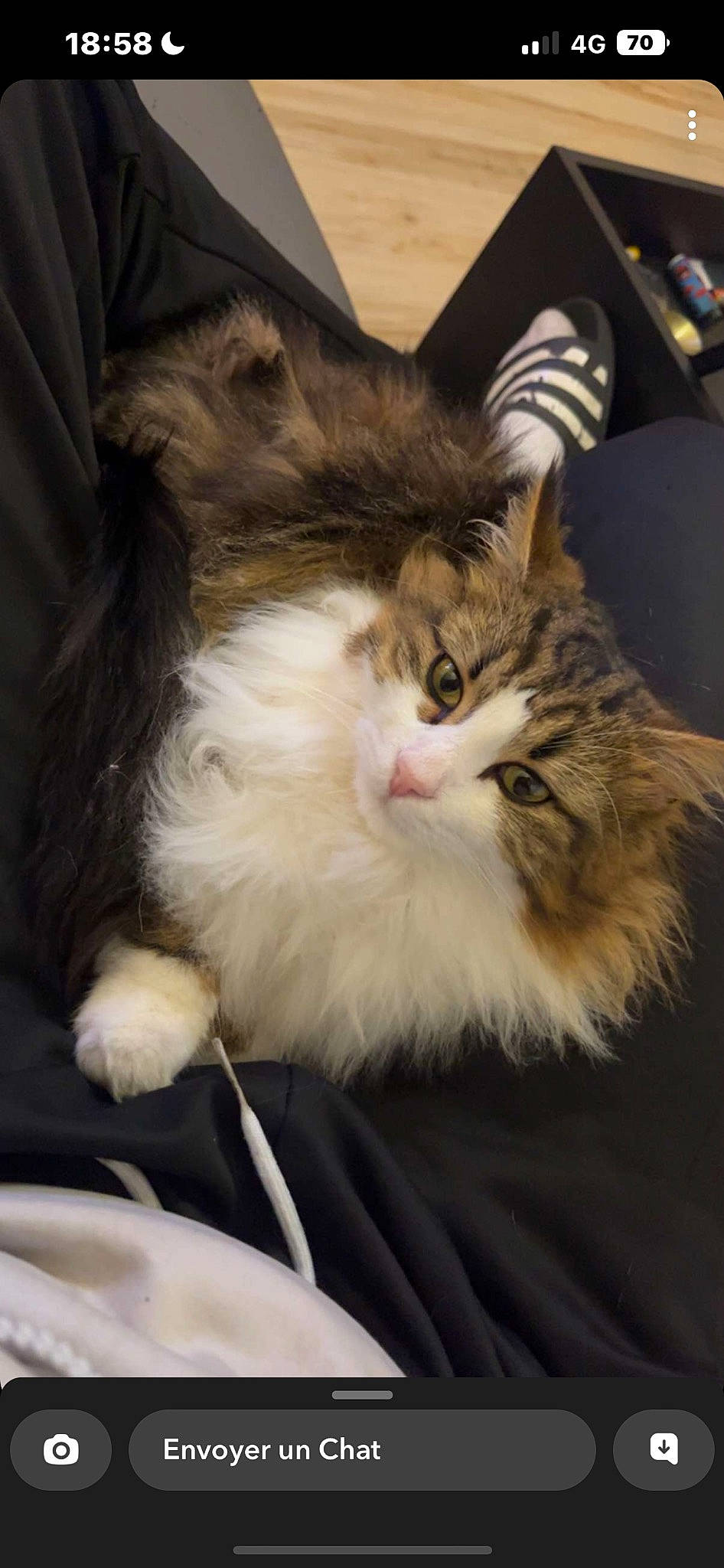 Smocki a rejoint le concours — aidez-le/la à gagner de superbes lots ! box, carnivore, cat, claw, comfort, domestic_short_haired_cat, eye, fawn, felidae, fur, gesture, iris, lap, paw, sitting, small_to_medium_sized_cats, snout, tail, terrestrial_animal, whiskers