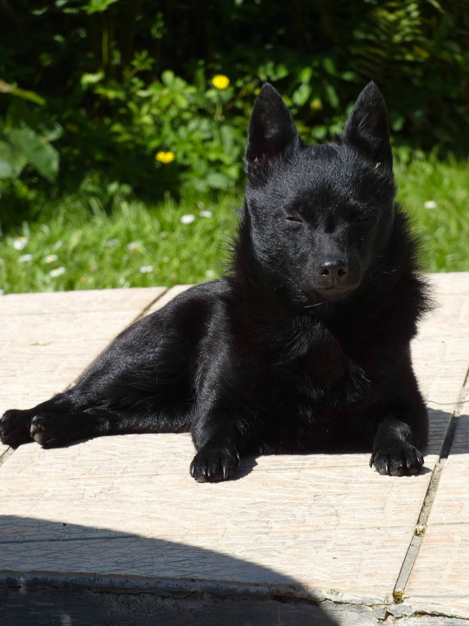 Réglisse participe au concours pour gagner de l'argent avec cette photo : black_cat, black_norwegian_elkhound, bombay, carnivore, cat, claw, dog_breed, domestic_short_haired_cat, felidae, fur, grass, plant, shadow, small_to_medium_sized_cats, snout, tail, terrestrial_animal, tree, whiskers, wildlife