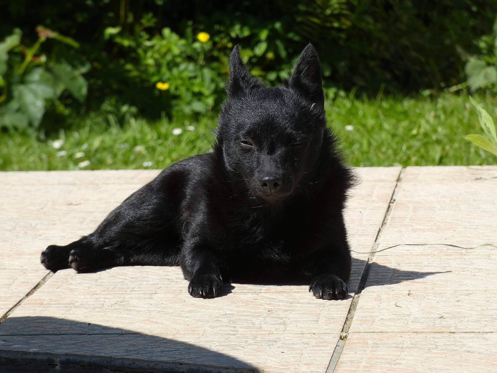 Réglisse a rejoint le concours — aidez-le/la à gagner de superbes lots ! black_cat, black_norwegian_elkhound, canidae, carnivore, claw, dog_breed, domestic_short_haired_cat, felidae, fur, grass, mammal, plant, small_to_medium_sized_cats, snout, sporting_group, tail, terrestrial_animal, vertebrate, whiskers, wildlife