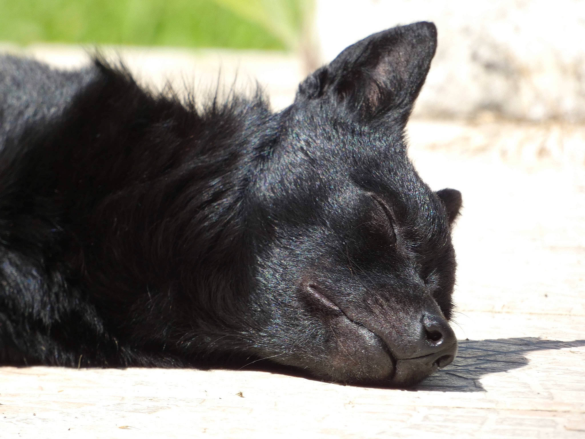 Réglisse a rejoint le concours — aidez-le/la à gagner de superbes lots ! black_cat, canidae, carnivore, dog_breed, felidae, fox, fur, non_sporting_group, paw, small_to_medium_sized_cats, snout, sporting_group, terrestrial_animal, whiskers, wildlife, working_animal