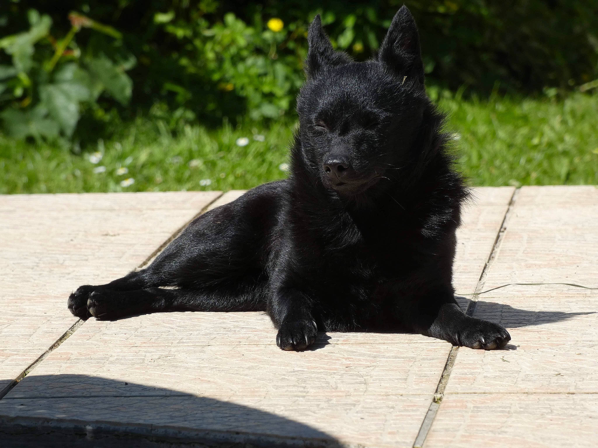 Réglisse a rejoint le concours — aidez-le/la à gagner de superbes lots ! black_norwegian_elkhound, bombay, canidae, carnivore, claw, dog, dog_breed, domestic_short_haired_cat, felidae, fur, paw, plant, small_to_medium_sized_cats, snout, sporting_group, tail, terrestrial_animal, vertebrate, whiskers, working_dog