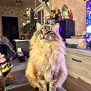 Flynn participe au concours pour gagner de l'argent avec cette photo : cat, long_hair, fluffy, tabby, sitting, indoors, living_room, pet, animal, portrait, front_view, standing_pose, fur, whiskers, ears, tail, television, cabinet, home, cozy