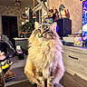 cat, long_hair, fluffy, tabby, sitting, indoors, living_room, pet, animal, portrait, front_view, standing_pose, fur, whiskers, ears, tail, television, cabinet, home, cozy