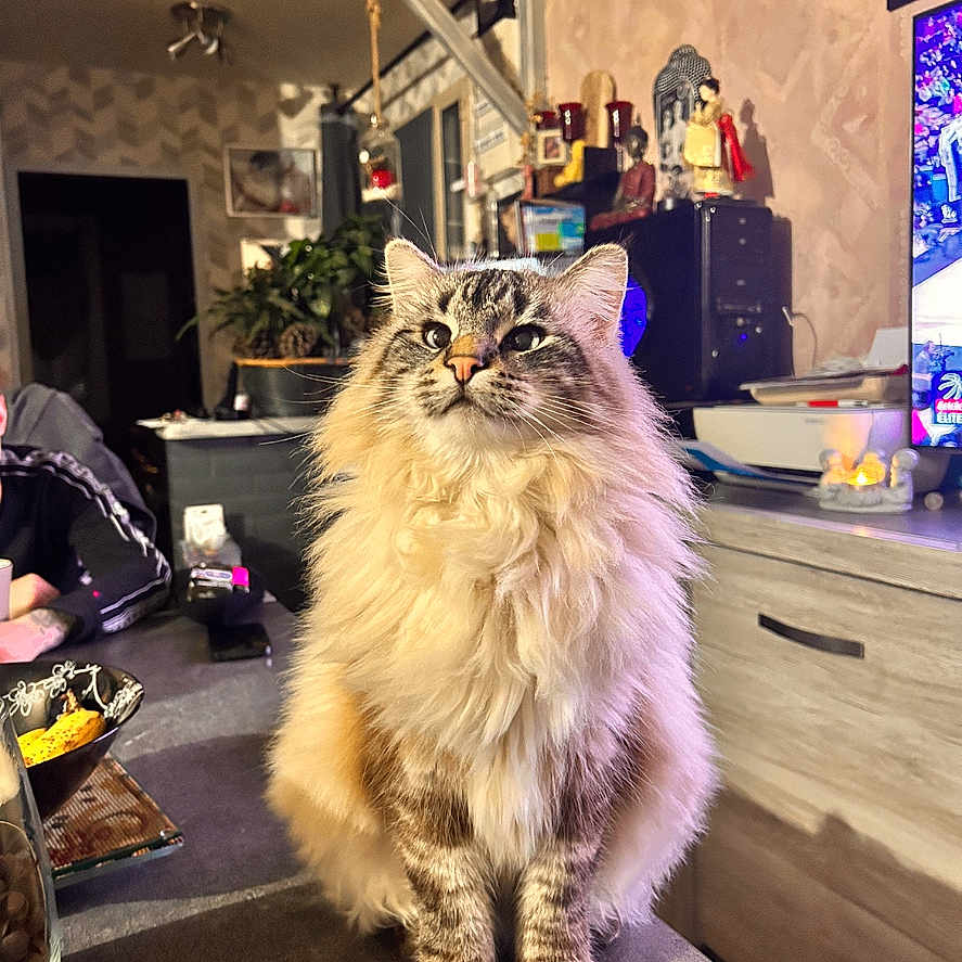 Flynn participe au concours pour gagner de l'argent avec cette photo : cat, long_hair, fluffy, tabby, sitting, indoors, living_room, pet, animal, portrait, front_view, standing_pose, fur, whiskers, ears, tail, television, cabinet, home, cozy