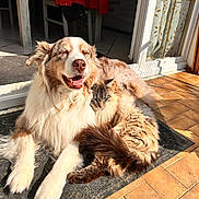 Ilace a rejoint le concours — aidez-le/la à gagner de superbes lots ! dog, cat, pets, animal, fluffy, long_hair, brown_and_white, tabby, sleeping, happy, smiling, snuggling, friendship, indoors, doorway, sunlight, tile_floor, doormat, home, portrait
